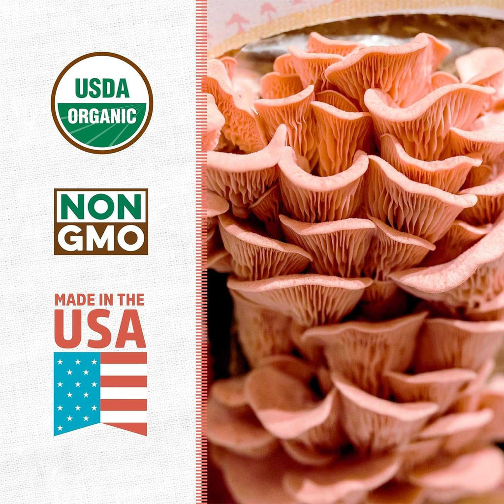 Organic Non-GMO Pink Mushroom 10 Day Grow Kit 