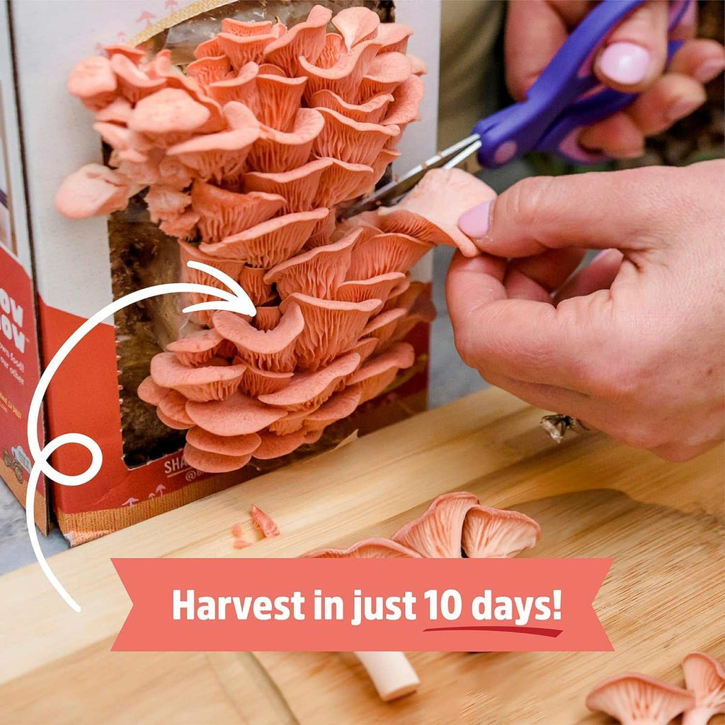 Organic Non-GMO Pink Mushroom 10 Day Grow Kit 